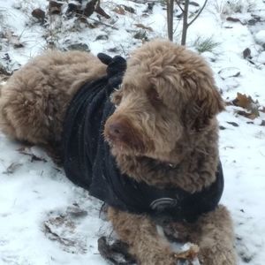 Meet your Posher, Goretti